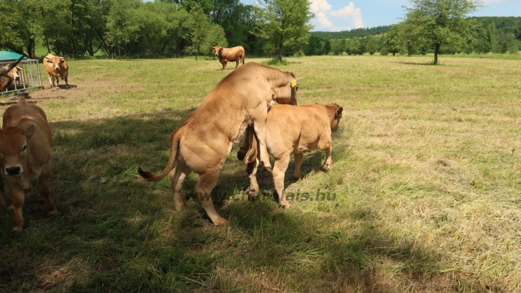 Aubrac nyílt nap Zirc-Kardosréten