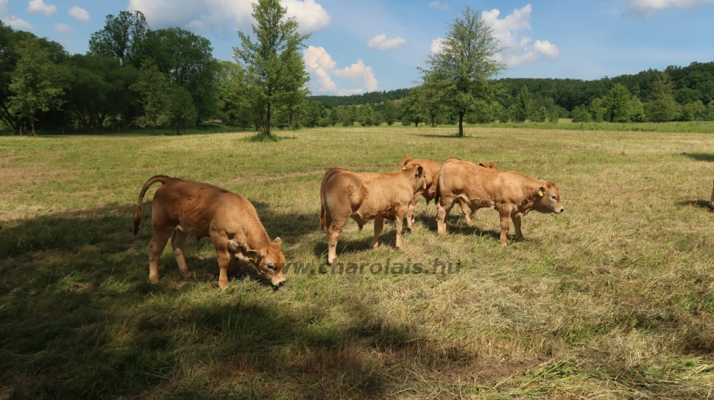 Aubrac nyílt nap Zirc-Kardosréten