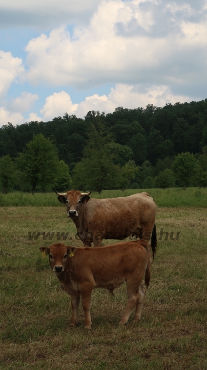 Aubrac nyílt nap Zirc-Kardosréten