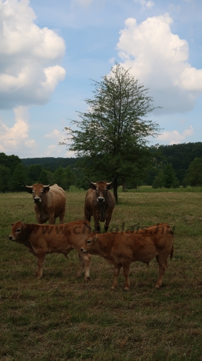 Aubrac nyílt nap Zirc-Kardosréten