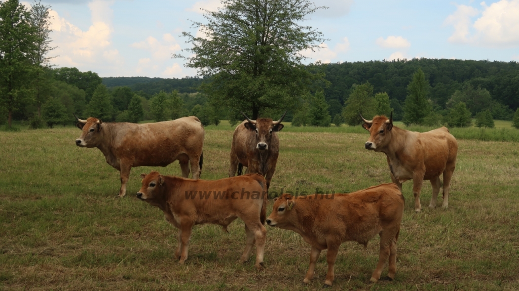 Aubrac nyílt nap Zirc-Kardosréten