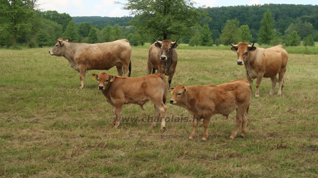 Aubrac nyílt nap Zirc-Kardosréten