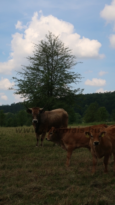 Aubrac nyílt nap Zirc-Kardosréten