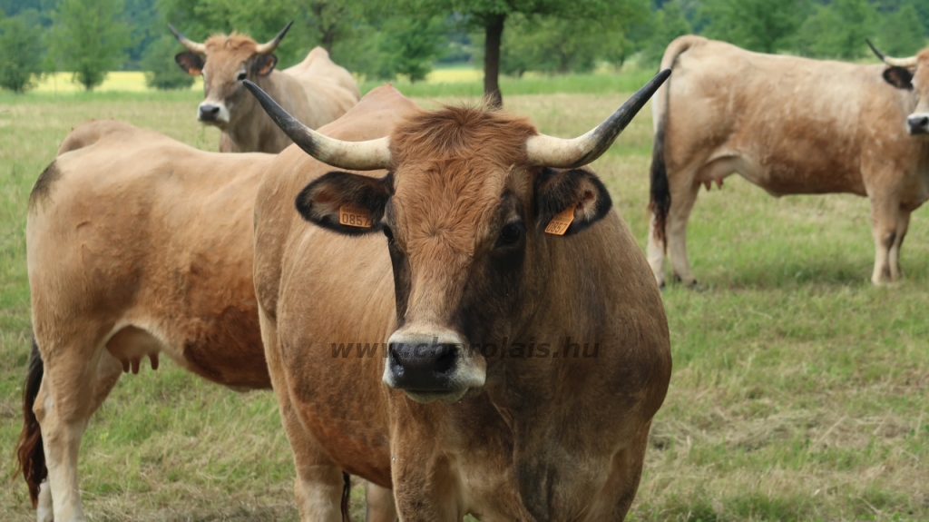 Aubrac nyílt nap Zirc-Kardosréten