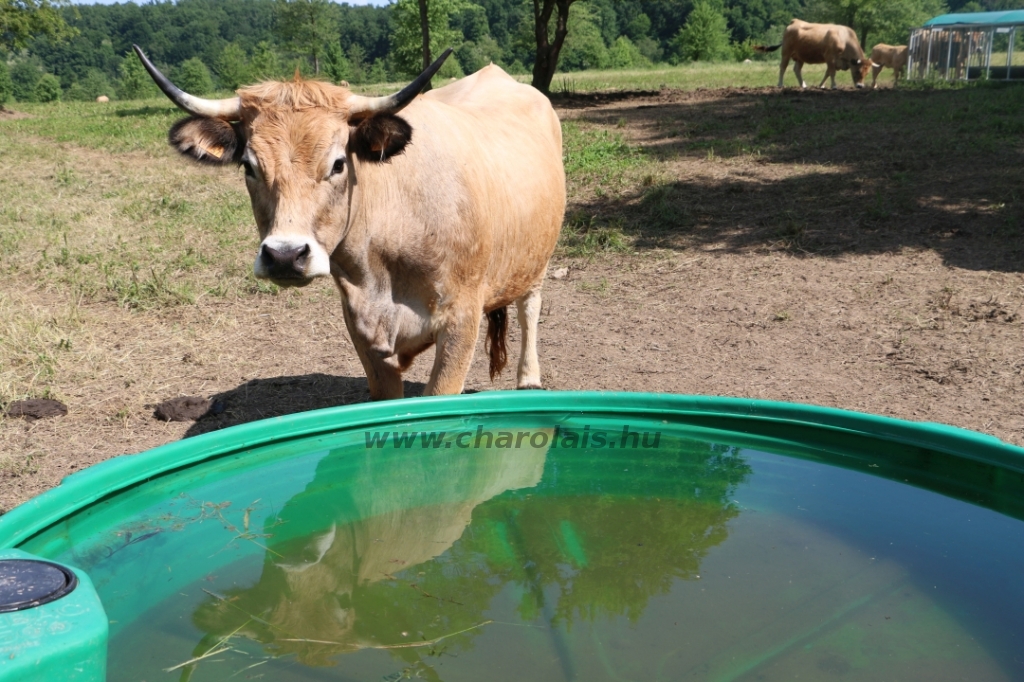 Aubrac nyílt nap Zirc-Kardosréten