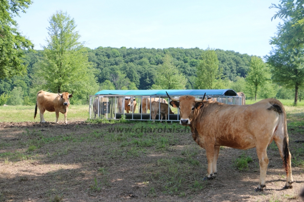 Aubrac nyílt nap Zirc-Kardosréten