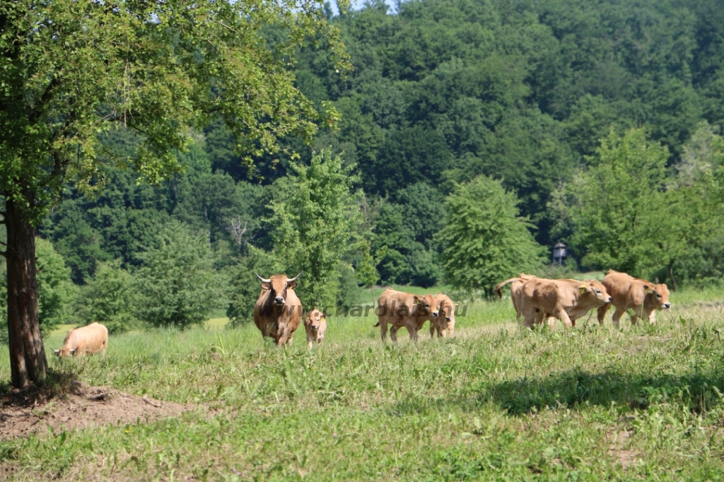 Aubrac nyílt nap Zirc-Kardosréten