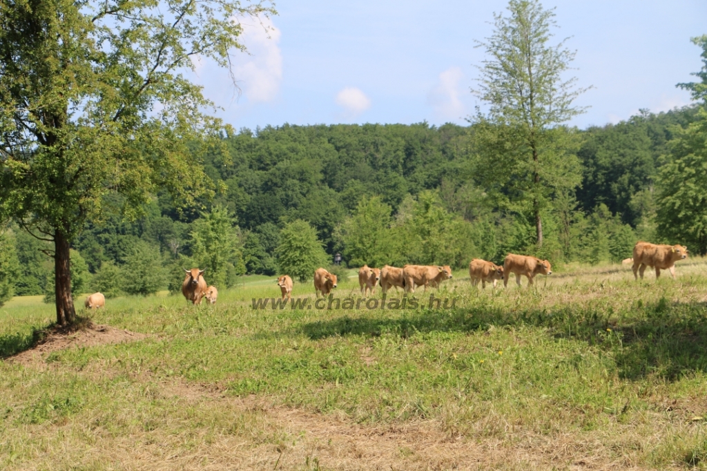 Aubrac nyílt nap Zirc-Kardosréten