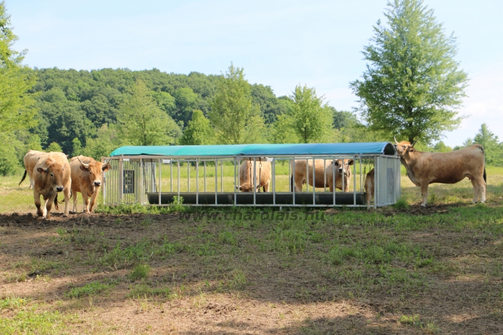 Aubrac nyílt nap Zirc-Kardosréten