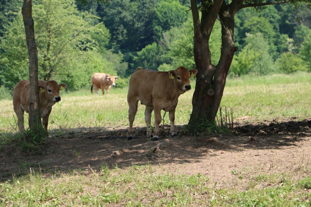 Aubrac nyílt nap Zirc-Kardosréten