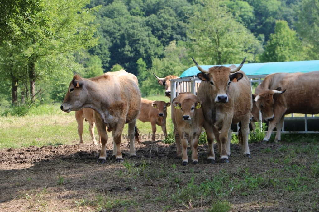 Aubrac nyílt nap Zirc-Kardosréten