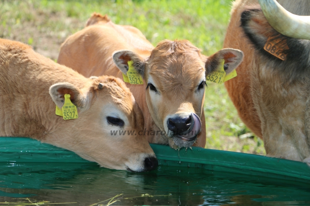 Aubrac nyílt nap Zirc-Kardosréten