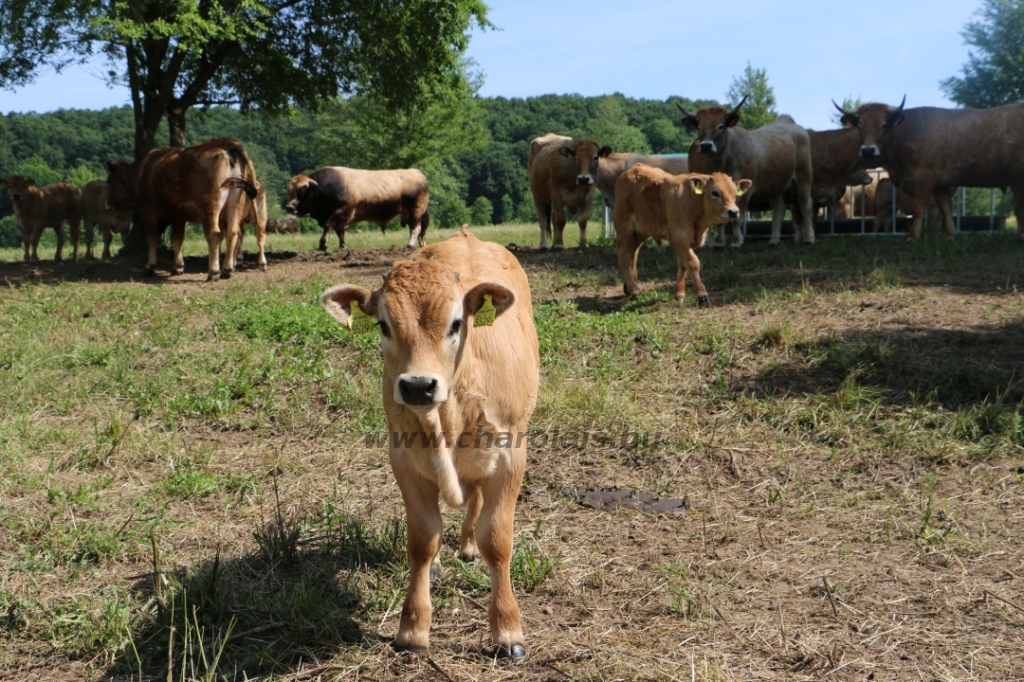 Aubrac nyílt nap Zirc-Kardosréten