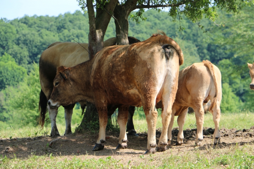 Aubrac nyílt nap Zirc-Kardosréten