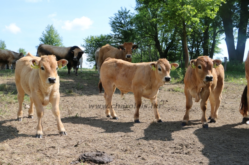 Aubrac nyílt nap Zirc-Kardosréten