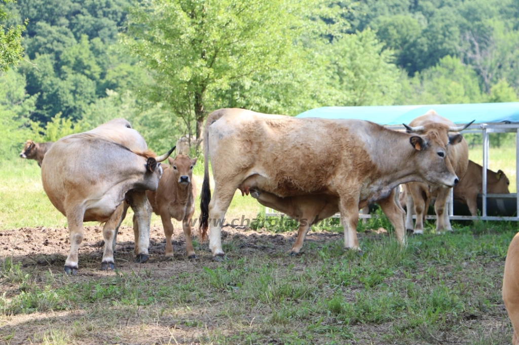 Aubrac nyílt nap Zirc-Kardosréten