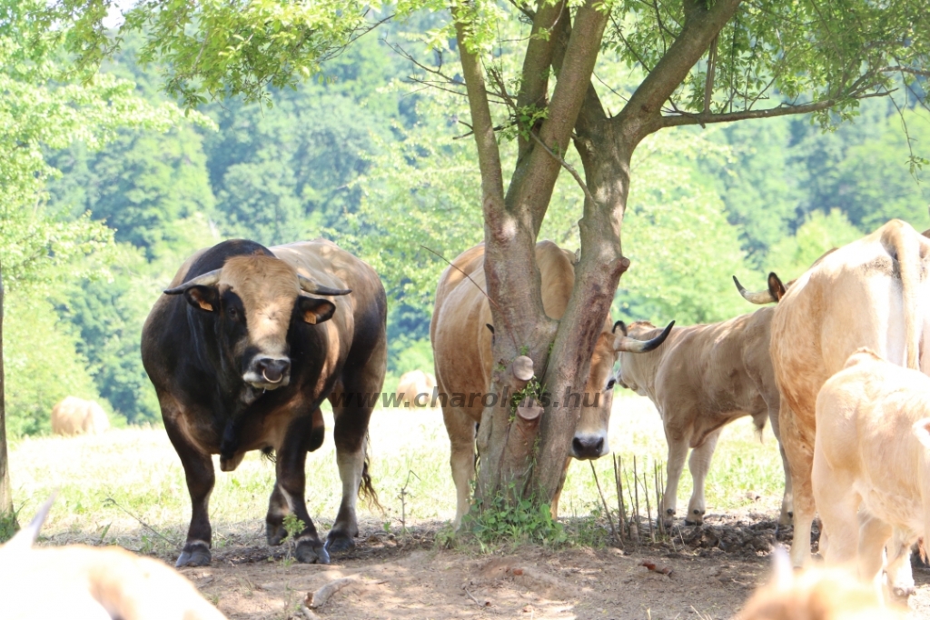 Aubrac nyílt nap Zirc-Kardosréten