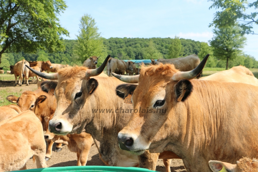 Aubrac nyílt nap Zirc-Kardosréten