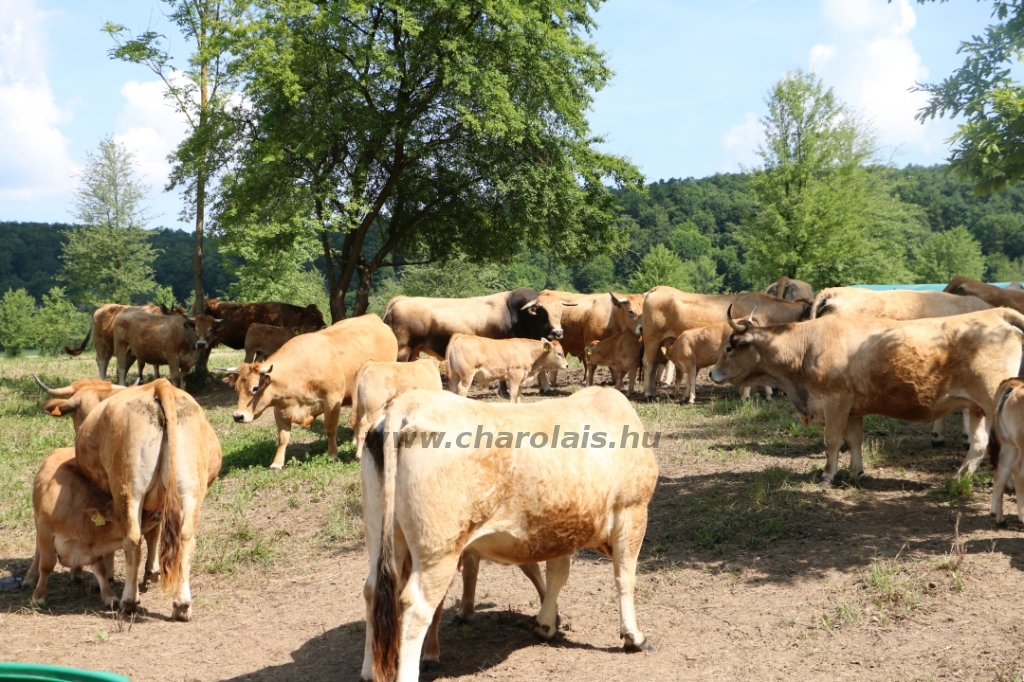 Aubrac nyílt nap Zirc-Kardosréten