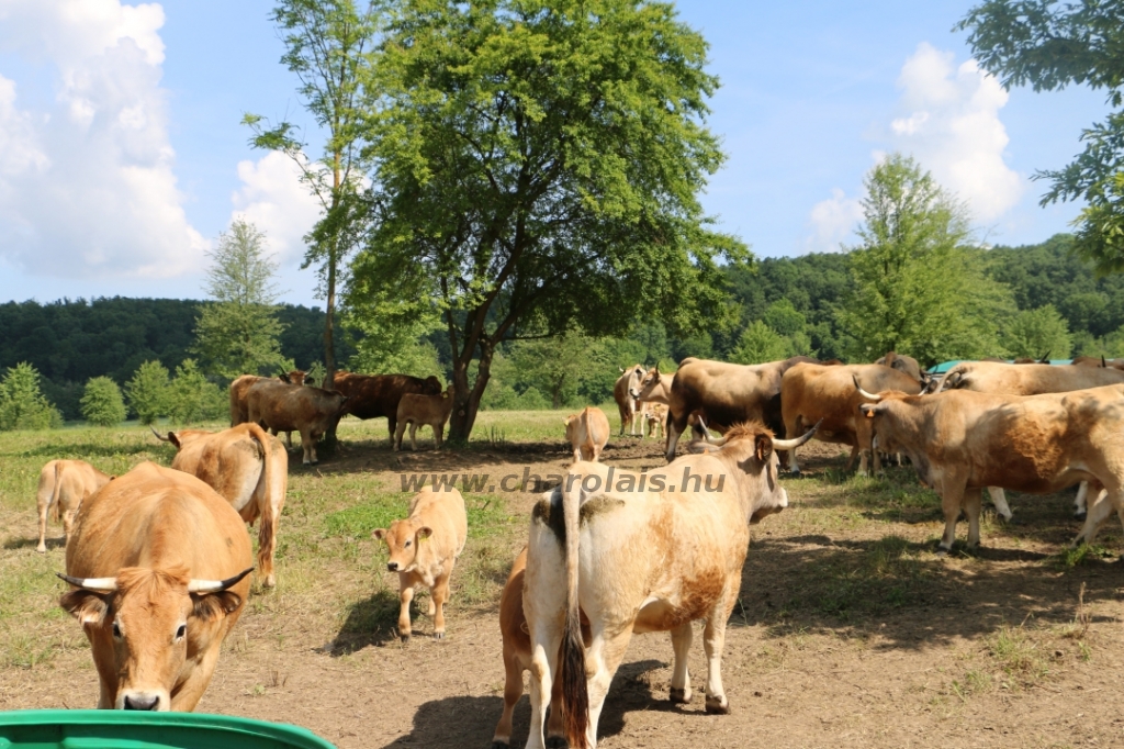 Aubrac nyílt nap Zirc-Kardosréten