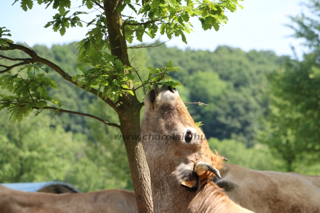 Aubrac nyílt nap Zirc-Kardosréten