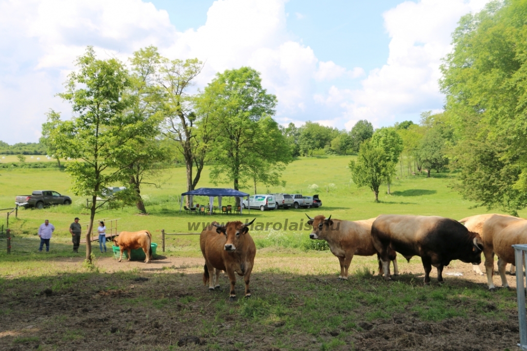 Aubrac nyílt nap Zirc-Kardosréten