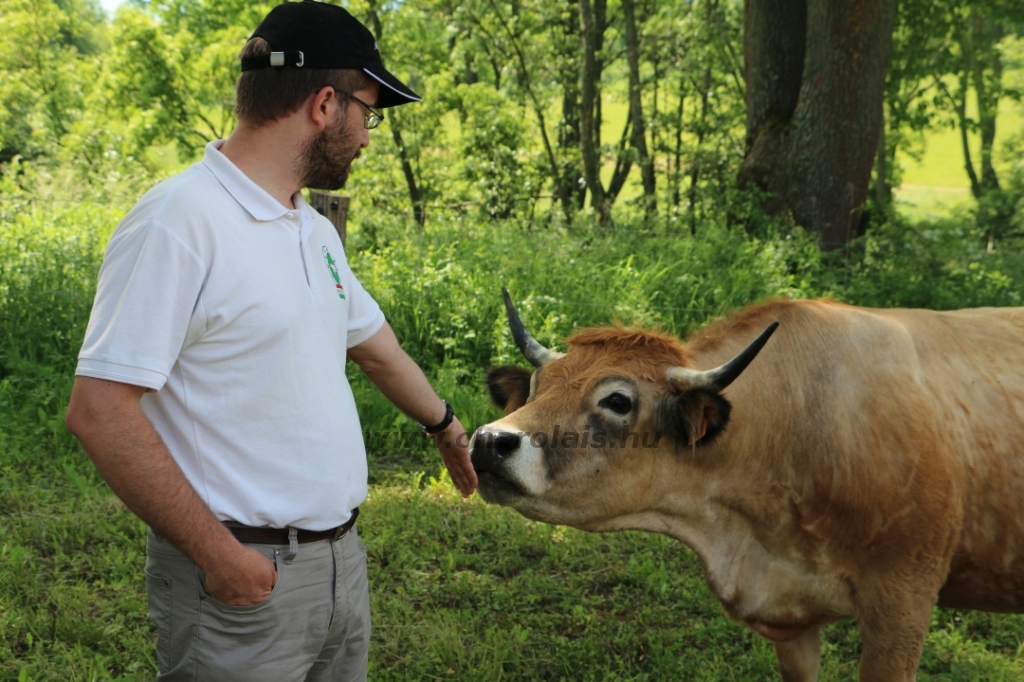 Aubrac nyílt nap Zirc-Kardosréten