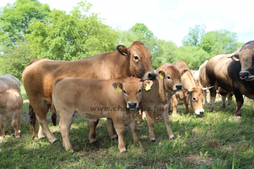 Aubrac nyílt nap Zirc-Kardosréten