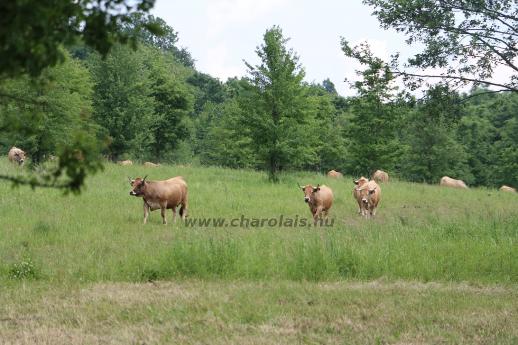 Aubrac nyílt nap Zirc-Kardosréten