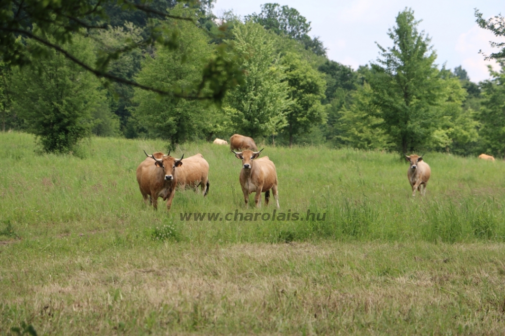 Aubrac nyílt nap Zirc-Kardosréten