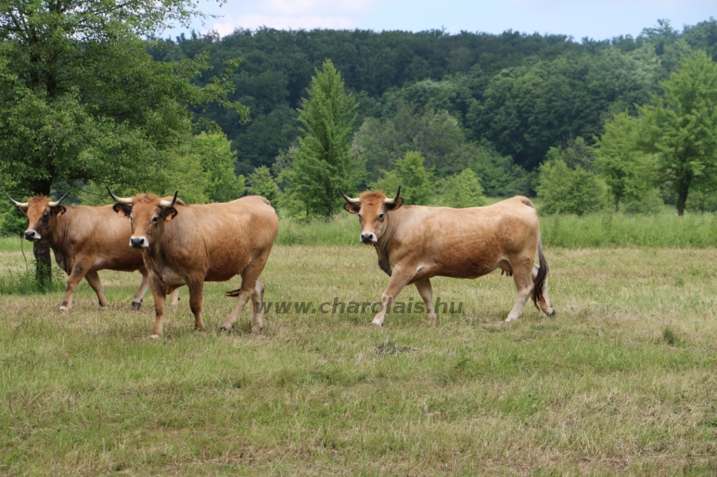 Aubrac nyílt nap Zirc-Kardosréten