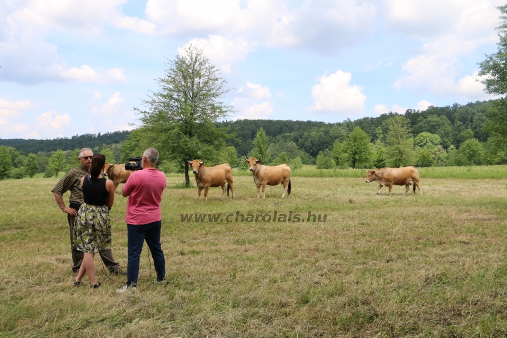 Aubrac nyílt nap Zirc-Kardosréten