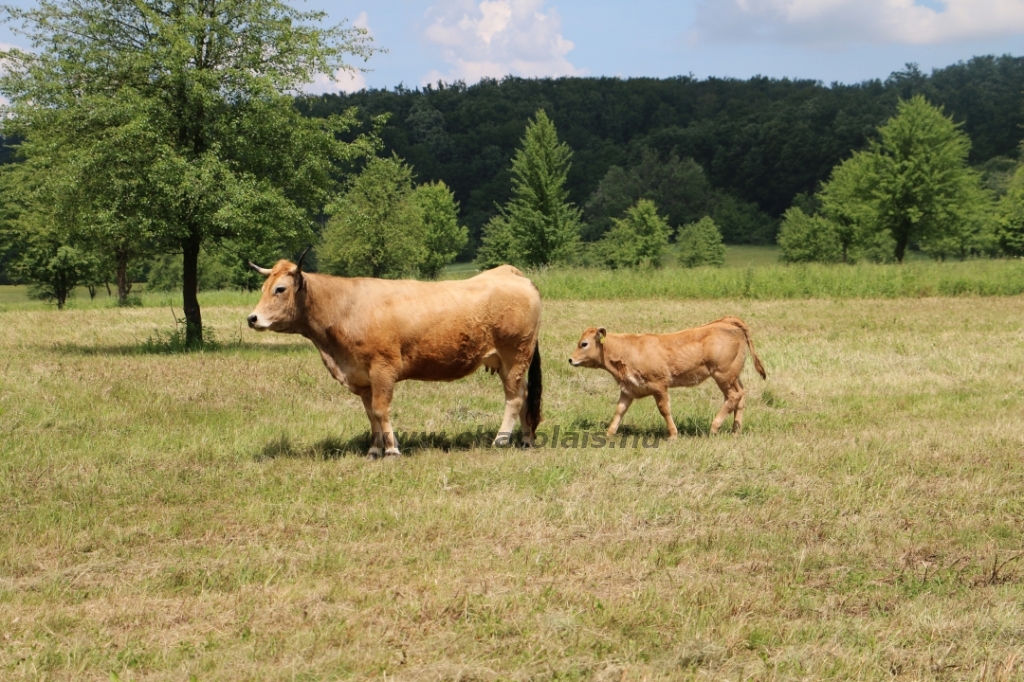 Aubrac nyílt nap Zirc-Kardosréten