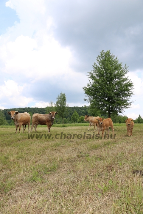 Aubrac nyílt nap Zirc-Kardosréten