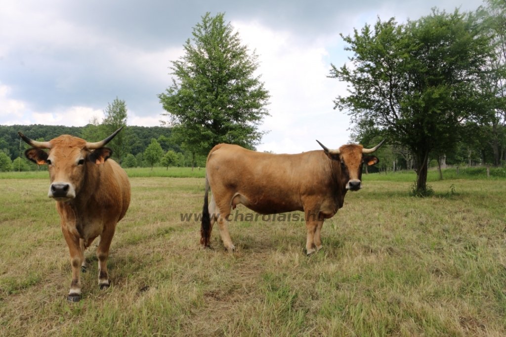 Aubrac nyílt nap Zirc-Kardosréten