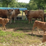 Aubrac nyílt nap Zirc-Kardosréten