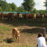 Aubrac nyílt nap Zirc-Kardosréten