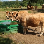 Aubrac nyílt nap Zirc-Kardosréten