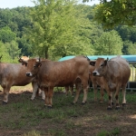 Aubrac nyílt nap Zirc-Kardosréten