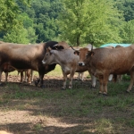 Aubrac nyílt nap Zirc-Kardosréten