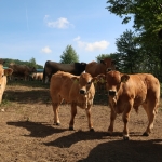 Aubrac nyílt nap Zirc-Kardosréten