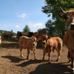 Aubrac nyílt nap Zirc-Kardosréten