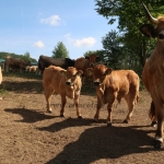 Aubrac nyílt nap Zirc-Kardosréten