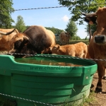 Aubrac nyílt nap Zirc-Kardosréten