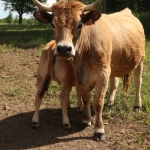 Aubrac nyílt nap Zirc-Kardosréten