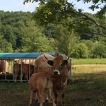 Aubrac nyílt nap Zirc-Kardosréten