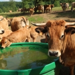 Aubrac nyílt nap Zirc-Kardosréten