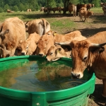 Aubrac nyílt nap Zirc-Kardosréten