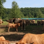 Aubrac nyílt nap Zirc-Kardosréten