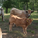 Aubrac nyílt nap Zirc-Kardosréten